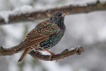 Starling in apple tree with snow on branches