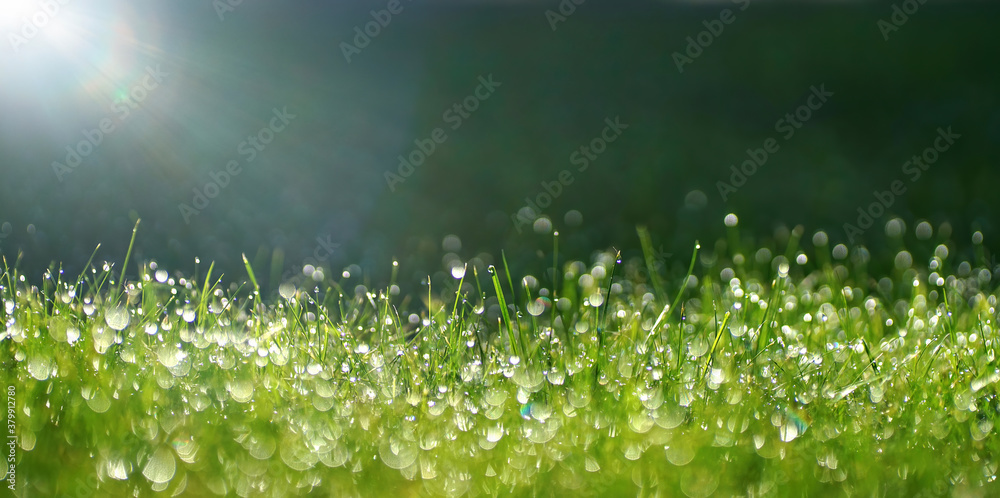 Poster green border of grass. many dew drops glow and sparkle in sun in morning fresh wet grass in nature. 
