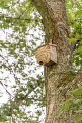 hornets' nest build around birds nestbox