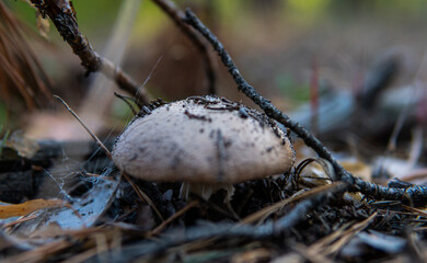  culture of studying and collecting fungi