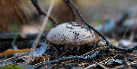 .forest substrates for mushroom germination. Fungi and their habitat and development