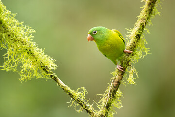 The orange-chinned parakeet (Brotogeris jugularis), also known as the Tovi parakeet, is a small mainly green parrot of the genus Brotogeris. Taken in Costa Rica