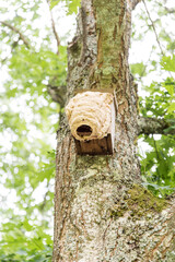 hornets' nest build around birds nestbox