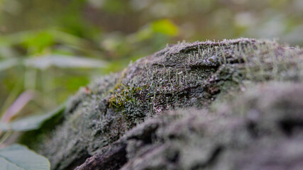 .forest mycelium, habitat for mushrooms in nature