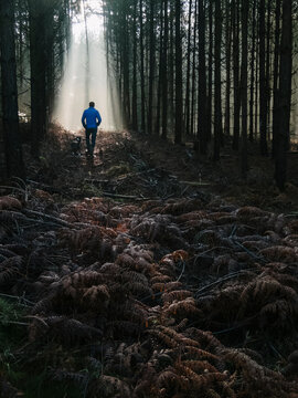 Young male walking his dog through mist in a Pine Forest. Thetfo