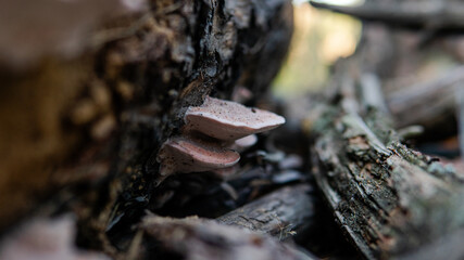 forest mushroom picking season, culture of studying and collecting fungi