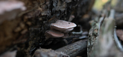 collection of medicinal polypore mushrooms in the forest, medicinal fungi