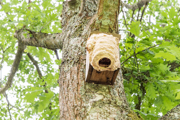 hornets' nest build around birds nestbox