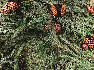 Spruce branches with cones