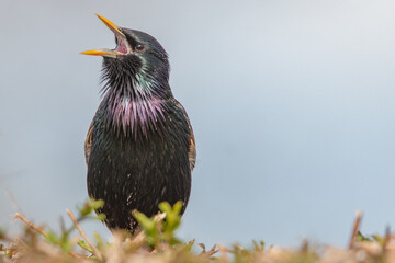 Starling on hedge and singing
