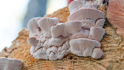 forest mushroom picking season, culture of studying and collecting fungi