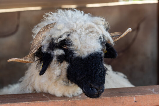 Valais Blacknose Sheep. Close Up Of Shaggy Ram.