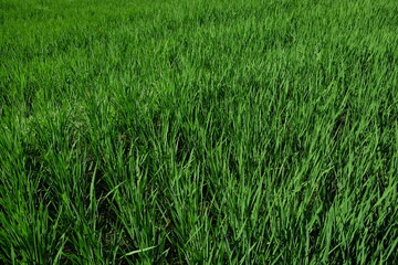 green grass background