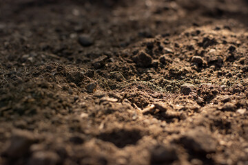 Soil texture background, Fertile soil for planting.