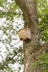 hornets' nest build around birds nestbox