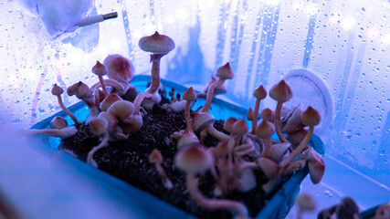 .cultivation of psilocybin mushrooms, culture of consumption of magic mushrooms. Psilocybin fungi © kyrylovasyliev