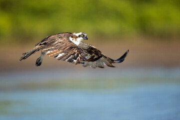The osprey or more specifically the western osprey (Pandion haliaetus) — also called sea hawk,...
