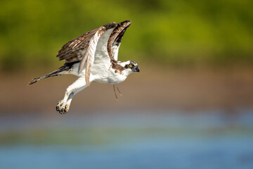 The osprey or more specifically the western osprey (Pandion haliaetus) — also called sea hawk, river hawk, and fish hawk — is a diurnal, fish-eating bird of prey with a cosmopolitan range.
