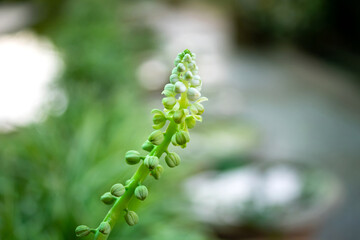 A macro shot of Small cool summer flowers on a soft background. Unfocused abstract floral background.