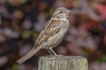 House Sparrow on fence post