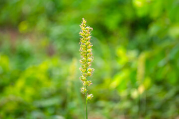 A macro shot of Small cool summer flowers on a soft background. Unfocused abstract floral background.