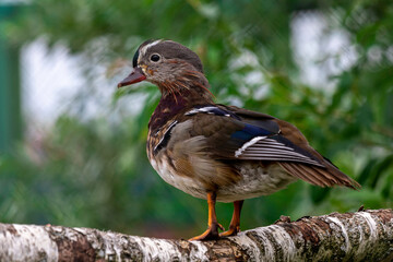 Mandarin duck on a branch. Mandarin duck male close up portrait. Color outdoor wildlife portrait.