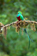 The resplendent quetzal (Pharomachrus mocinno) is a bird in the trogon family. It is found from Chiapas, Mexico to western Panama. Taken in Costa Rica