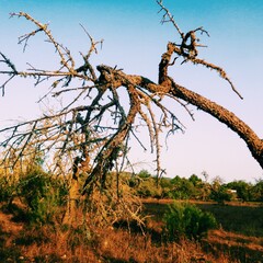 Dead tree in rural botanic landscape in the north of ibiza island 