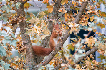 Neugieriges Eurasisches Rotes Eichhörnchen (Sciurus vulgaris)  Eichkätzchen auf der Futtersuche...