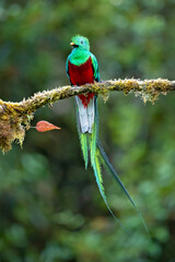 The resplendent quetzal (Pharomachrus mocinno) is a bird in the trogon family. It is found from Chiapas, Mexico to western Panama. Taken in Costa Rica