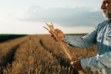 agricultural worker standing in wheat field holding wheat