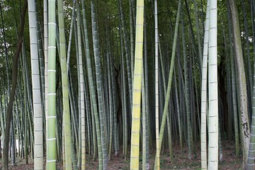 Green bamboo forest in Gifu.