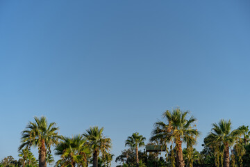 Fototapeta na wymiar Palm trees at dawn background