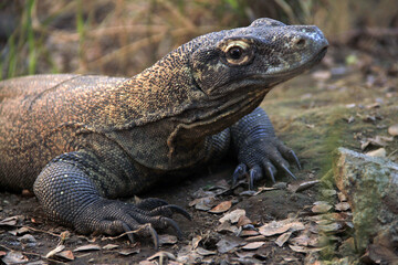 Babby Komodo Dragon NTT, Indonesia