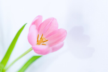 Detail of tulip petals on white background. Selective focus.