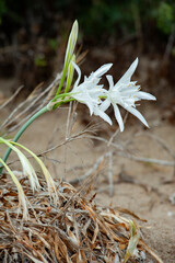 Pancratium maritimum it’s a white flower that grows spontaneously on the sandy shores of the Mediterranean Sea..