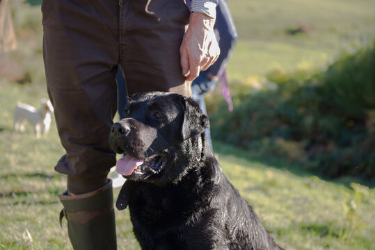 Black labrador with his owner in a french field
