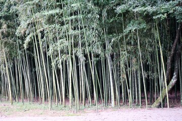 The view of bamboo forest in Japan.
