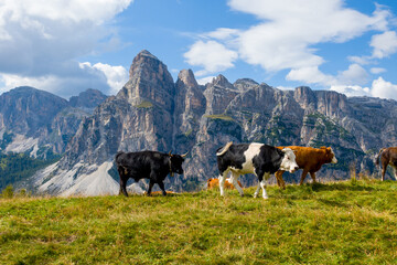 Fototapeta na wymiar alp cows and panoramic view of Pizes de Cir - Cirspitzen. Panorama in the Dolomites Mountanis in South Tyrol Italy.