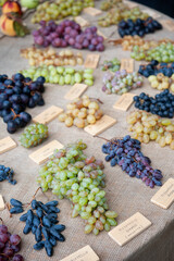 Different species of grape, on a table. Varieties of fruits and biological diversity concept.