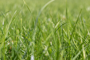 Full frame of green grass stems. Selective soft focus.