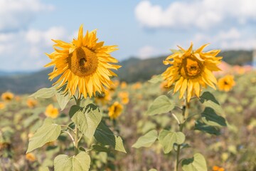 Nahaufnahme einer reifen Sonnenblume im Spätsommer mit Bienen die fliegen und Nektar und Blütenpollen sammeln, Deutschland © stgrafix