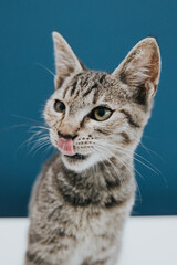 Funny and beautiful tabby grey cat posing against blue background. 