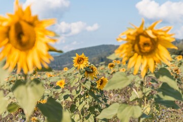 Nahaufnahme einer reifen Sonnenblume im Spätsommer mit Bienen die fliegen und Nektar und...