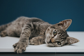 Naklejka premium Funny and beautiful tabby grey cat posing against blue background. 