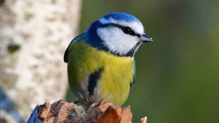 blue tit bird near feeder