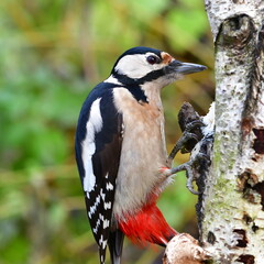 young bird of great spotted woodpecker - Dendrocopos majo