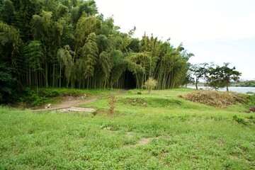 The view of bamboo forest in the park.