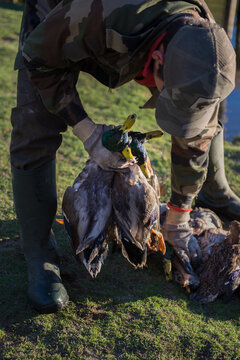 Dead ducks after collecting them in a hunt