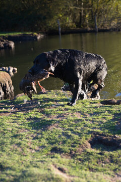 Black labrador coming out of the water after collecting a duck